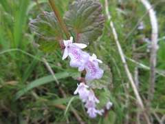 Glechoma grandis
