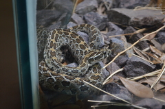 Crotalus polystictus