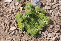 Gamocarpha scapigera