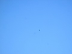 Corvus corax sinuatus