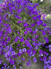 Aubrieta deltoidea