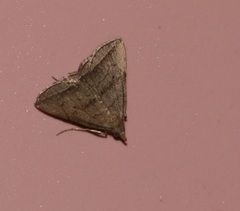 Lysimelia neleusalis