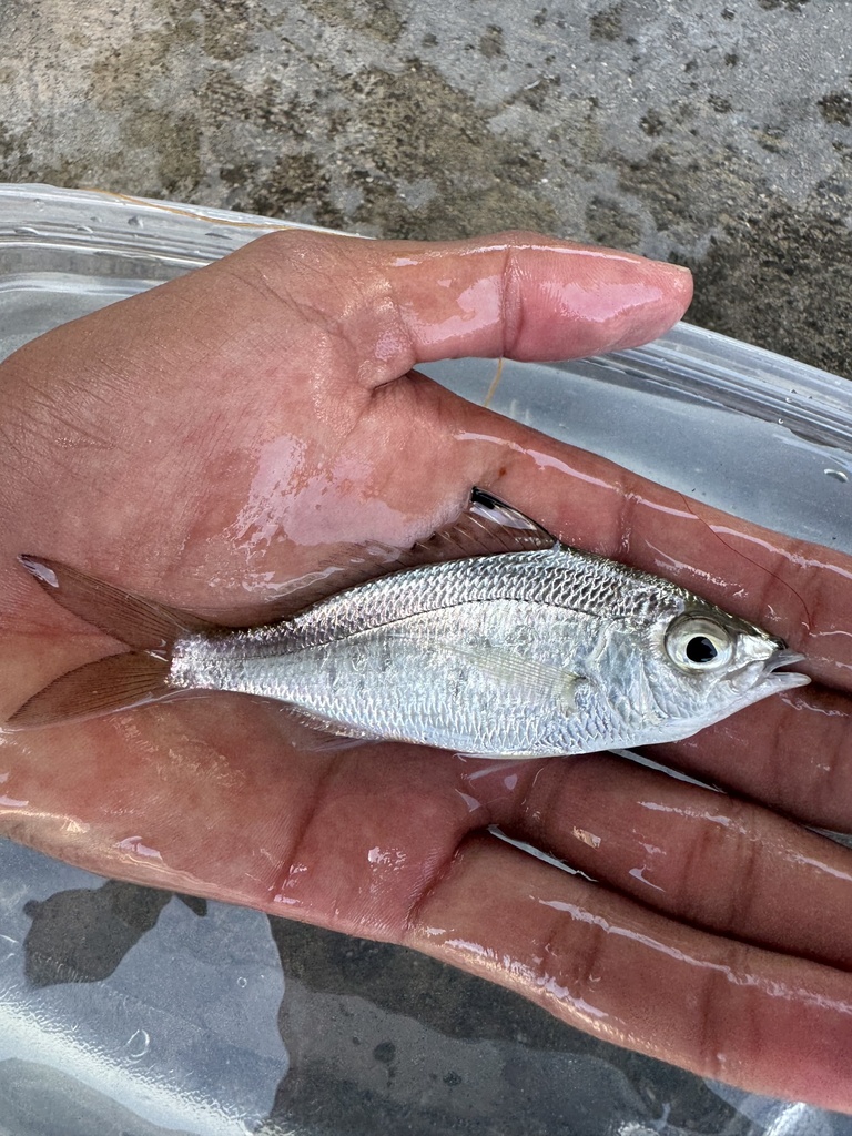Flagfin Mojarra