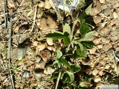 Passiflora chrysophylla