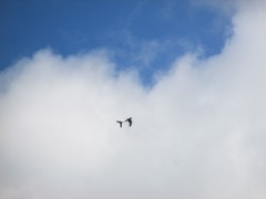 Corvus corax sinuatus