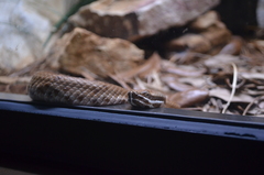 Crotalus willardi willardi