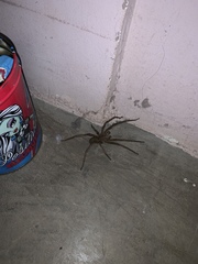 Phoneutria eickstedtae