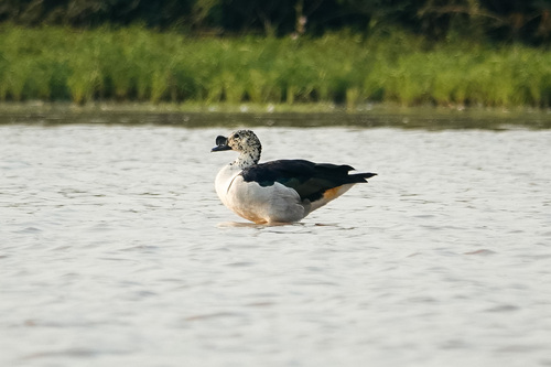 iNaturalist image