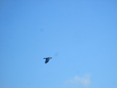 Corvus corax sinuatus