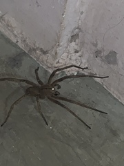 Phoneutria eickstedtae