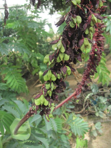 Melianthus major iNat (1)
