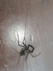 Phrynus operculatus