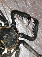 Phrynus operculatus
