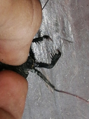 Phrynus operculatus