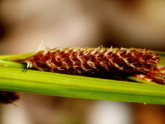 Carex dolomitica