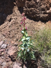 Penstemon bicolor roseus