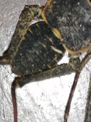 Phrynus operculatus