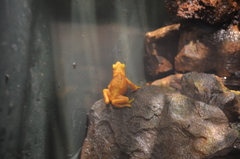 Atelopus zeteki