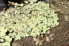 Austroparmelina pseudorelicina