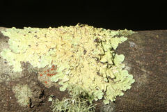 Flavoparmelia rutidota