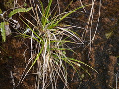 Carex dolomitica