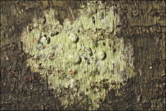 Pertusaria pertractata