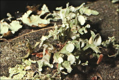 Ramalina inflata