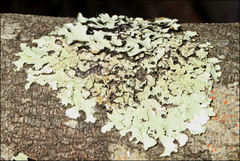 Austroparmelina pseudorelicina