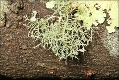 Usnea inermis
