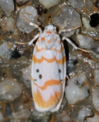 Cyana interrogationis