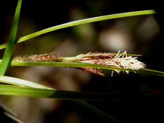 Carex dolomitica