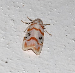 Cyana interrogationis