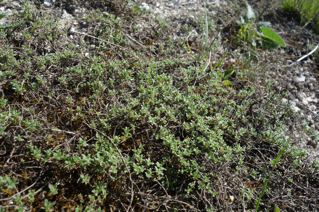 Thymus calcareus; photograph (c) Aleksei Baushev, some rights reserved (CC BY)