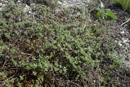 Thymus calcareus