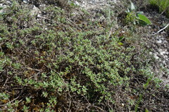 Thymus calcareus