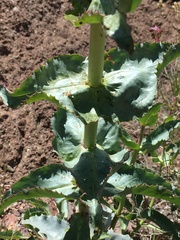 Penstemon bicolor roseus