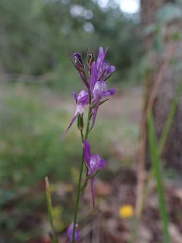 Jersey toadflax