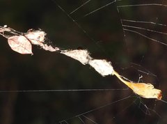 Arachnura melanura