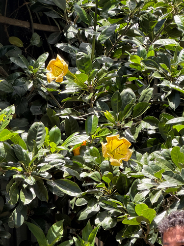 Solandra maxima, 2026-05-22