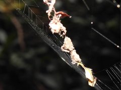 Arachnura melanura