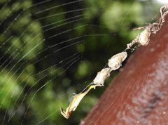 Arachnura melanura