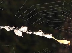 Arachnura melanura
