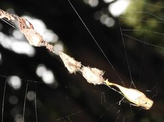 Arachnura melanura
