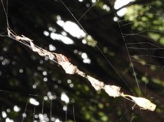 Arachnura melanura