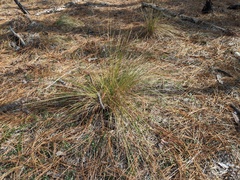 Aristida stricta