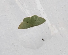 Pseudothalera carolinae