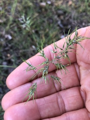 Poa bulbosa