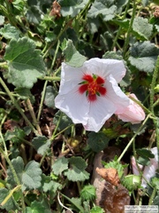 Pavonia glechomoides