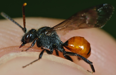 Nomada fabriciana