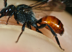 Nomada fabriciana